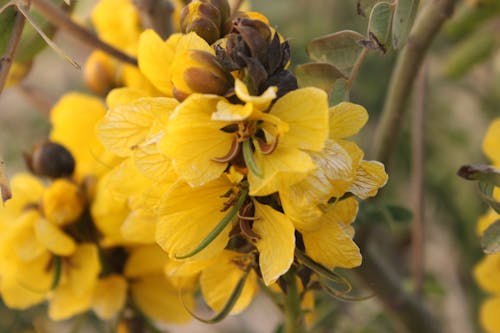 Ingyenes stockfotó gyönyörű virág, sárga, szép témában