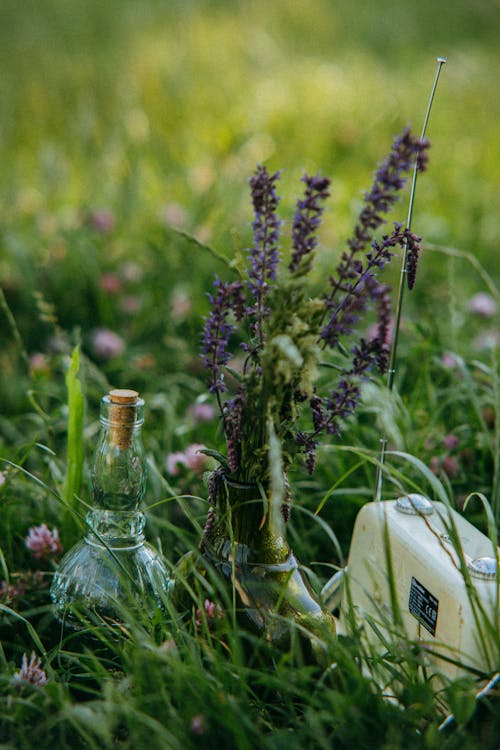 Ilmainen kuvapankkikuva tunnisteilla kasvikunta, kuvan syvyys, laventeli