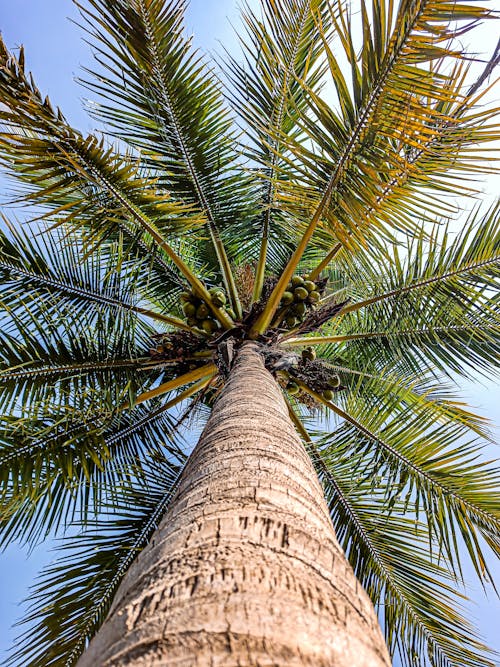 Low Angle Shot of a Coconut Tree 