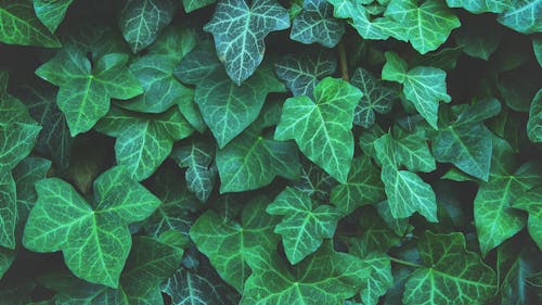 A Cluster of Lush Green Foliage in Close-up Shot