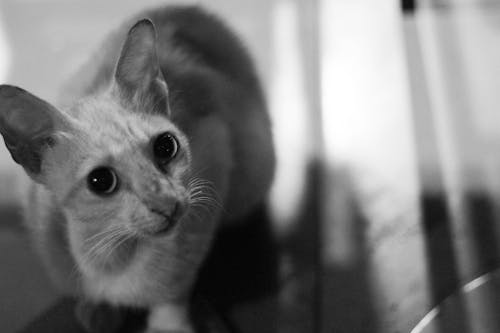 고양이 눈, 고양이 얼굴, 동물 포트레이트의 무료 스톡 사진