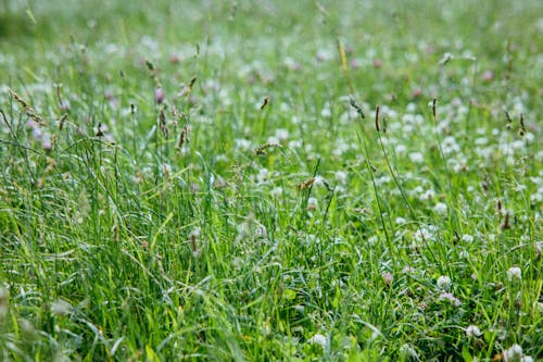 Green Grass with Flowers in Bloom