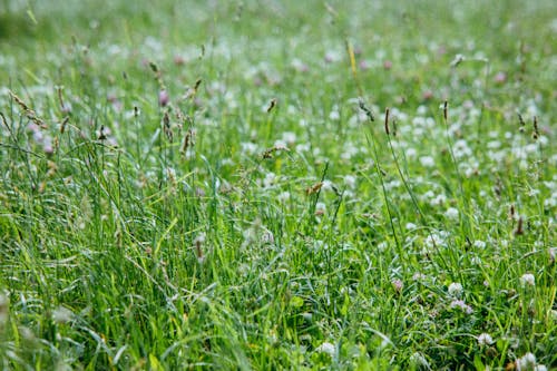 Foto stok gratis berbunga, bunga-bunga, flora