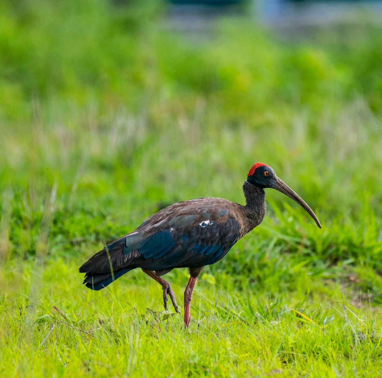 red-naped-ibis-standing-on-a-grass-field-free-stock-photo