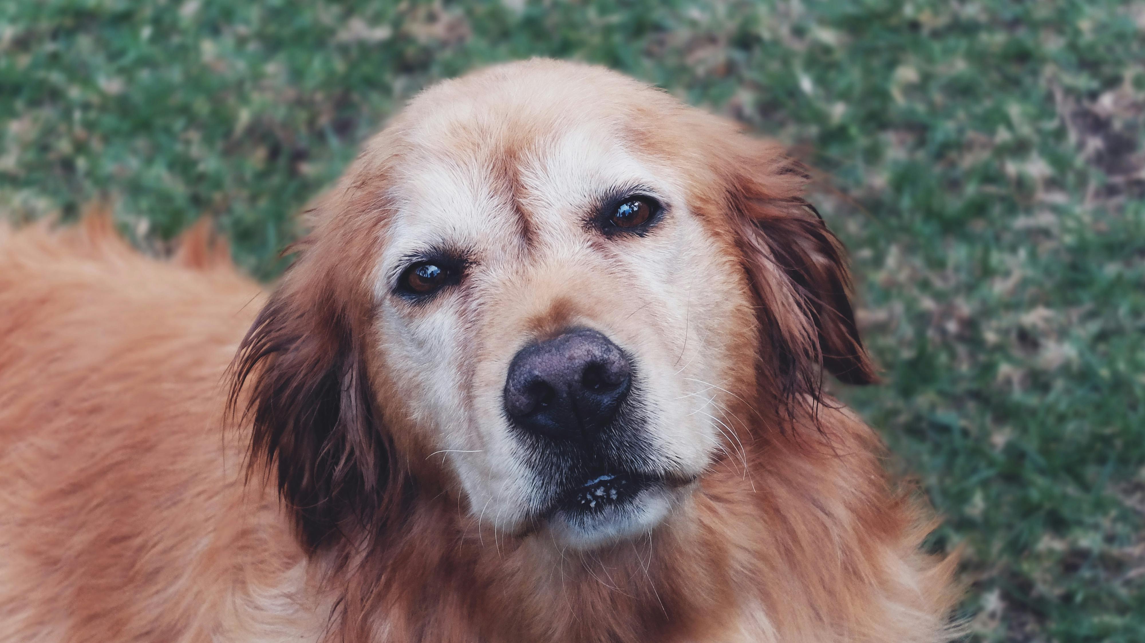 free-stock-photo-of-dog-dogs-eyes