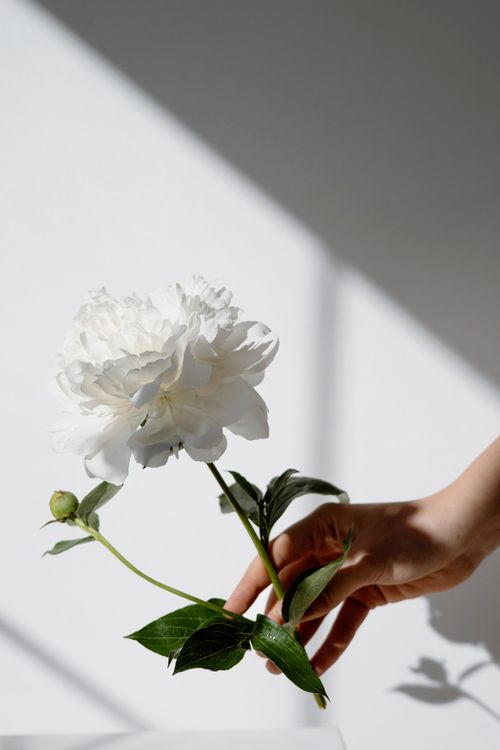 Free A delicate white peony flower held gently in hand, showcasing elegance and natural beauty. Stock Photo