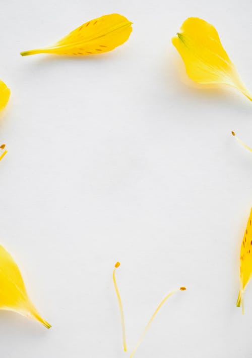 Yellow Leaves on White Background 