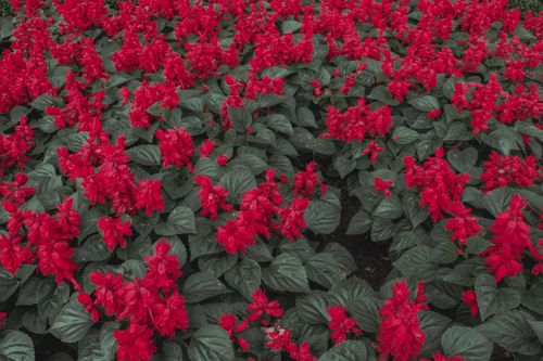 Free Explore a lush bed of blooming red salvia flowers with green leaves in Gramado's vibrant landscape. Stock Photo