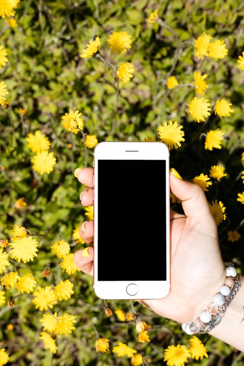 Free A hand holds a smartphone amidst blooming yellow flowers, providing a creative background for device mockups. Stock Photo