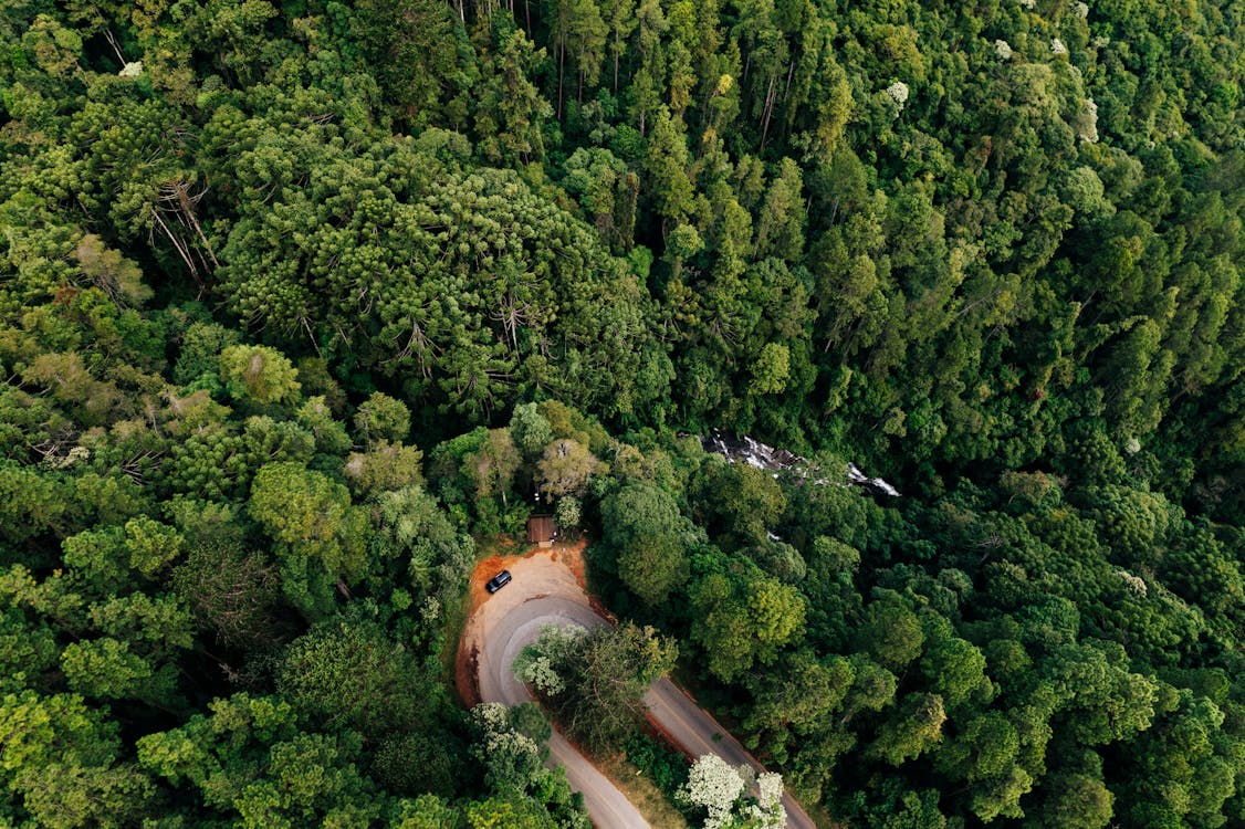 Drone view of green trees growing in forest with asphalt road bend in daytime