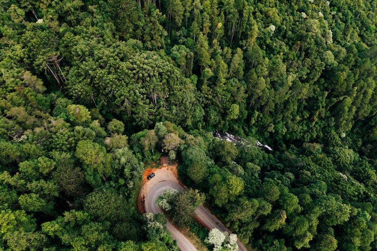 Asphalt Road Bend In Forest