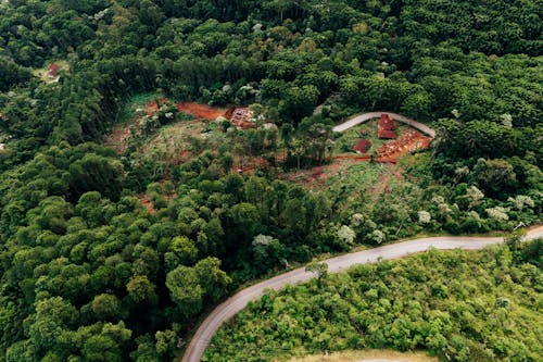 Aerial View of a Green Tropical Forest and Road 