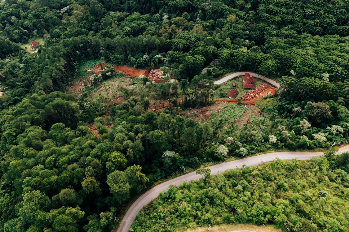 Aerial View of a Green Tropical Forest and Road 