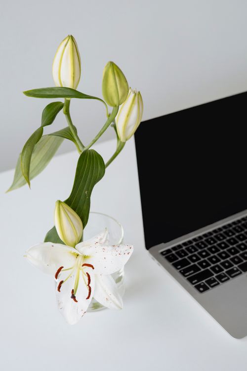 Free Elegant white lily vase beside a laptop on a clean, modern desk setting. Stock Photo