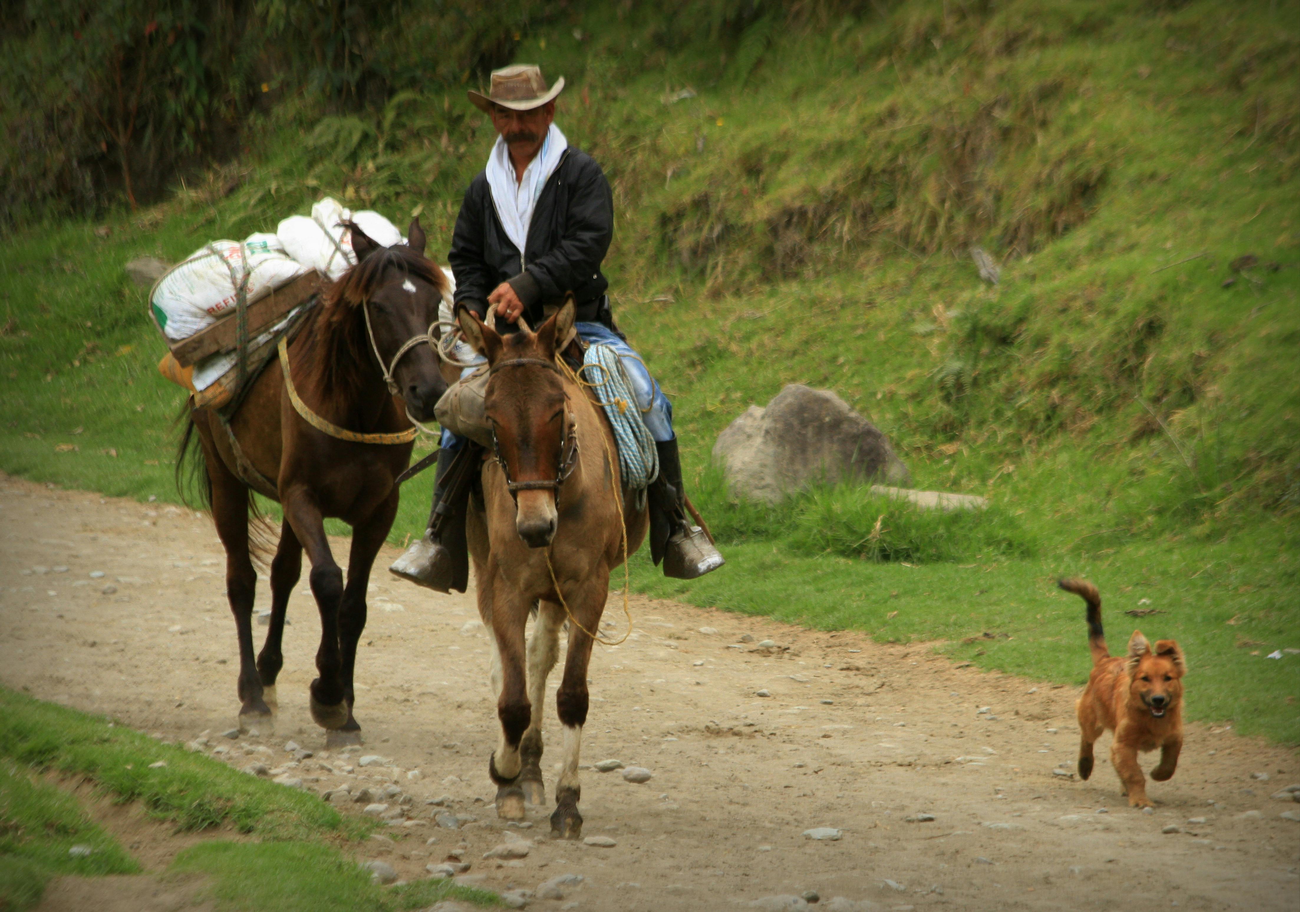 コーヒー農園 コロンビア 犬の無料の写真素材