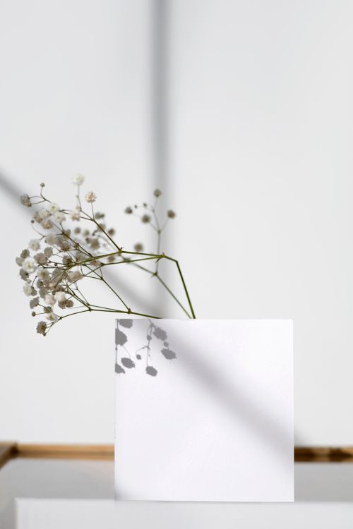 Free A minimalist photo featuring white flowers casting soft shadows on a plain background. Stock Photo