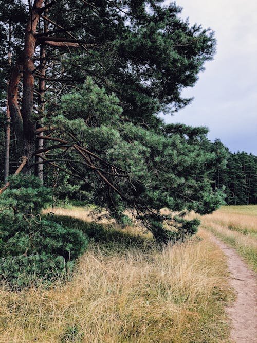 Kostenloses Stock Foto zu außerorts, baum, feldweg