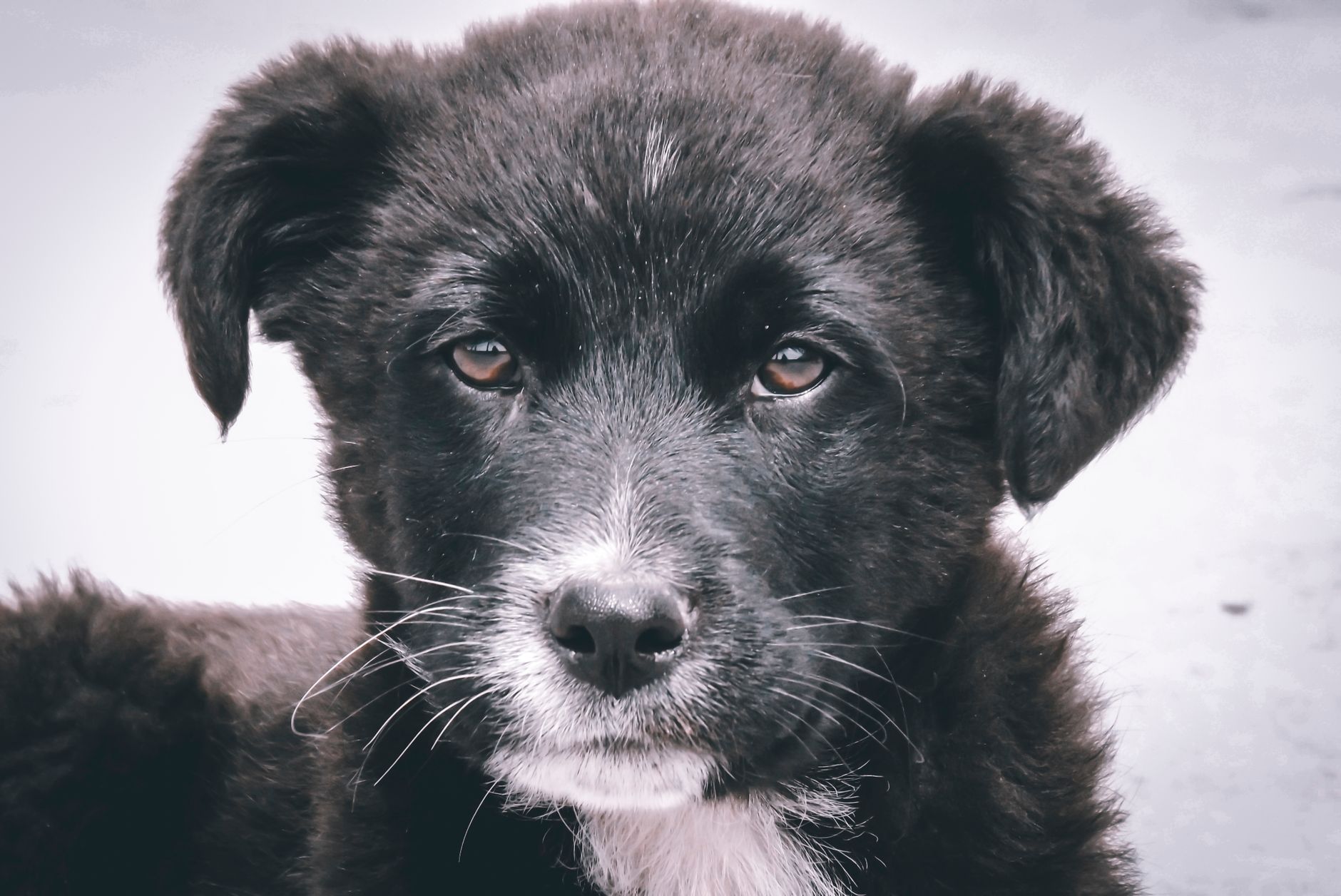 Healthcare and wellness consultation for a dog