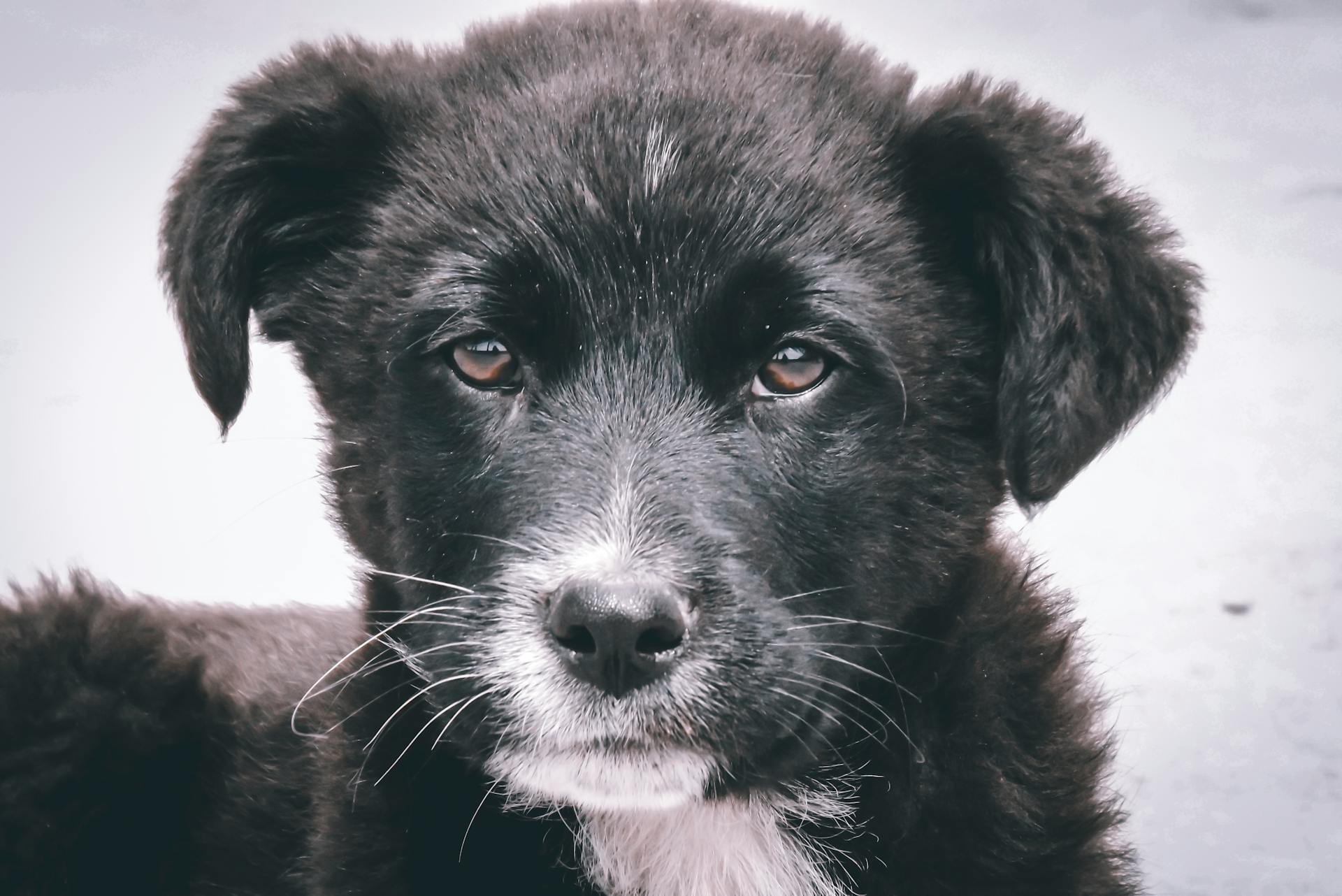 Close-up Portrait of a Black Puppy Dog