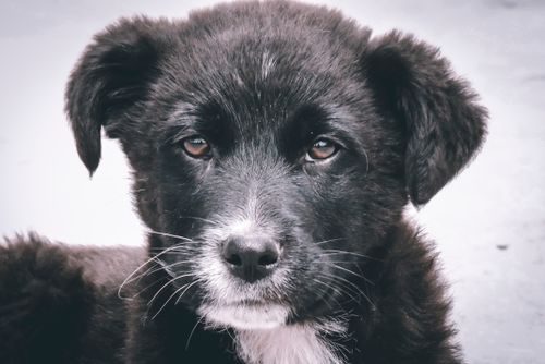 Free Adorable close-up of a black puppy with expressive eyes and fluffy fur. Stock Photo