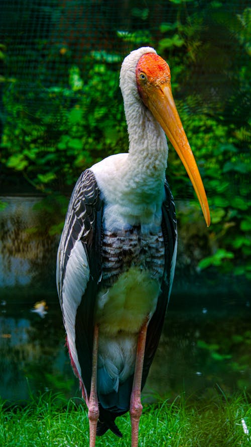 Close-Up Shot of a Painted Stork 