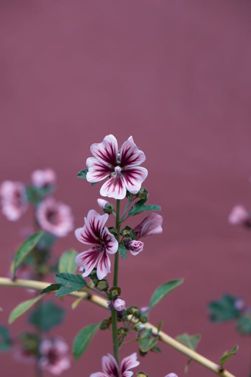 Gratis Fotos de stock gratuitas de botánica, cabezas de flores, color lila Foto de stock