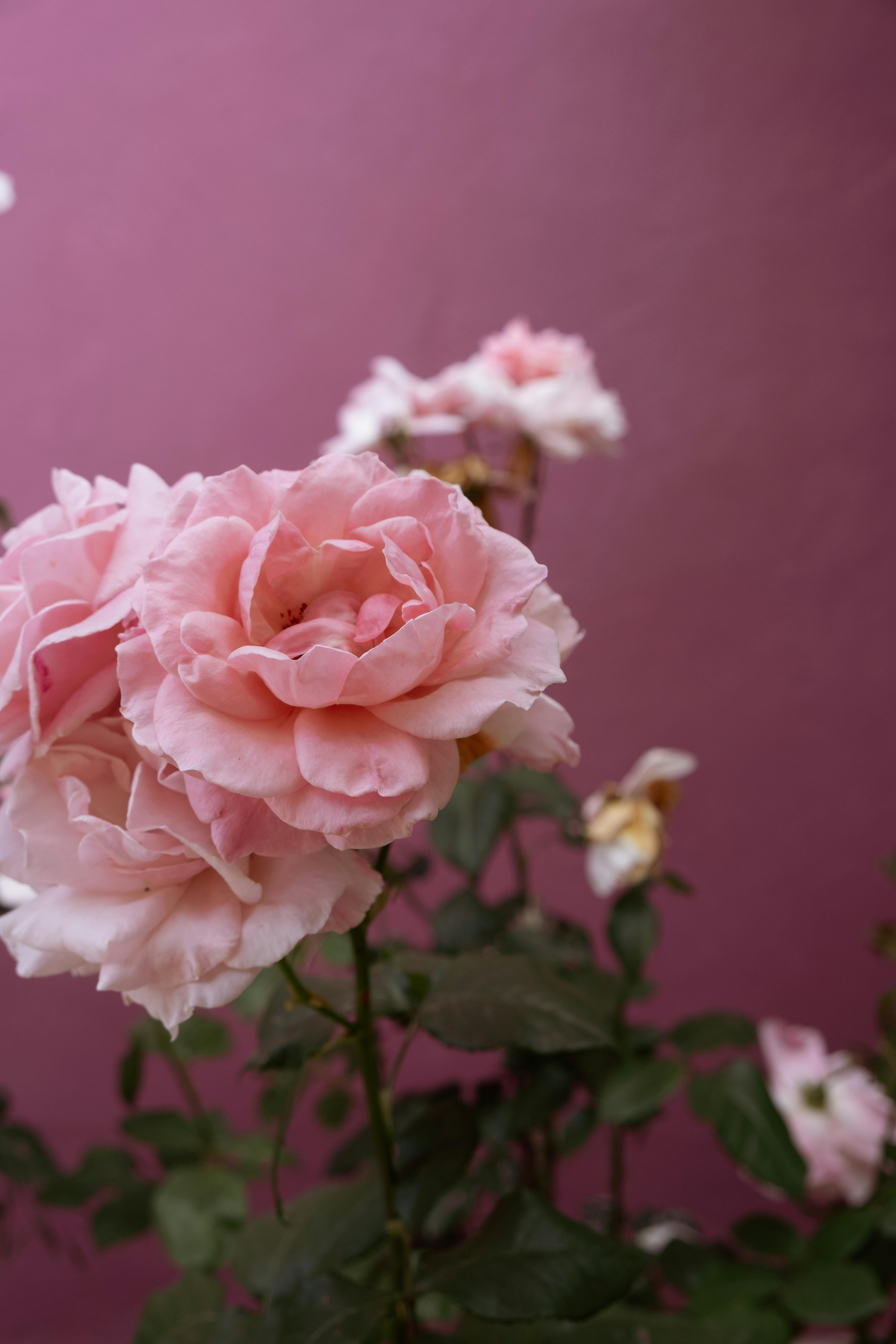 10000 Roses Photos, Download Free 10000 Roses Stock Photos & HD Images