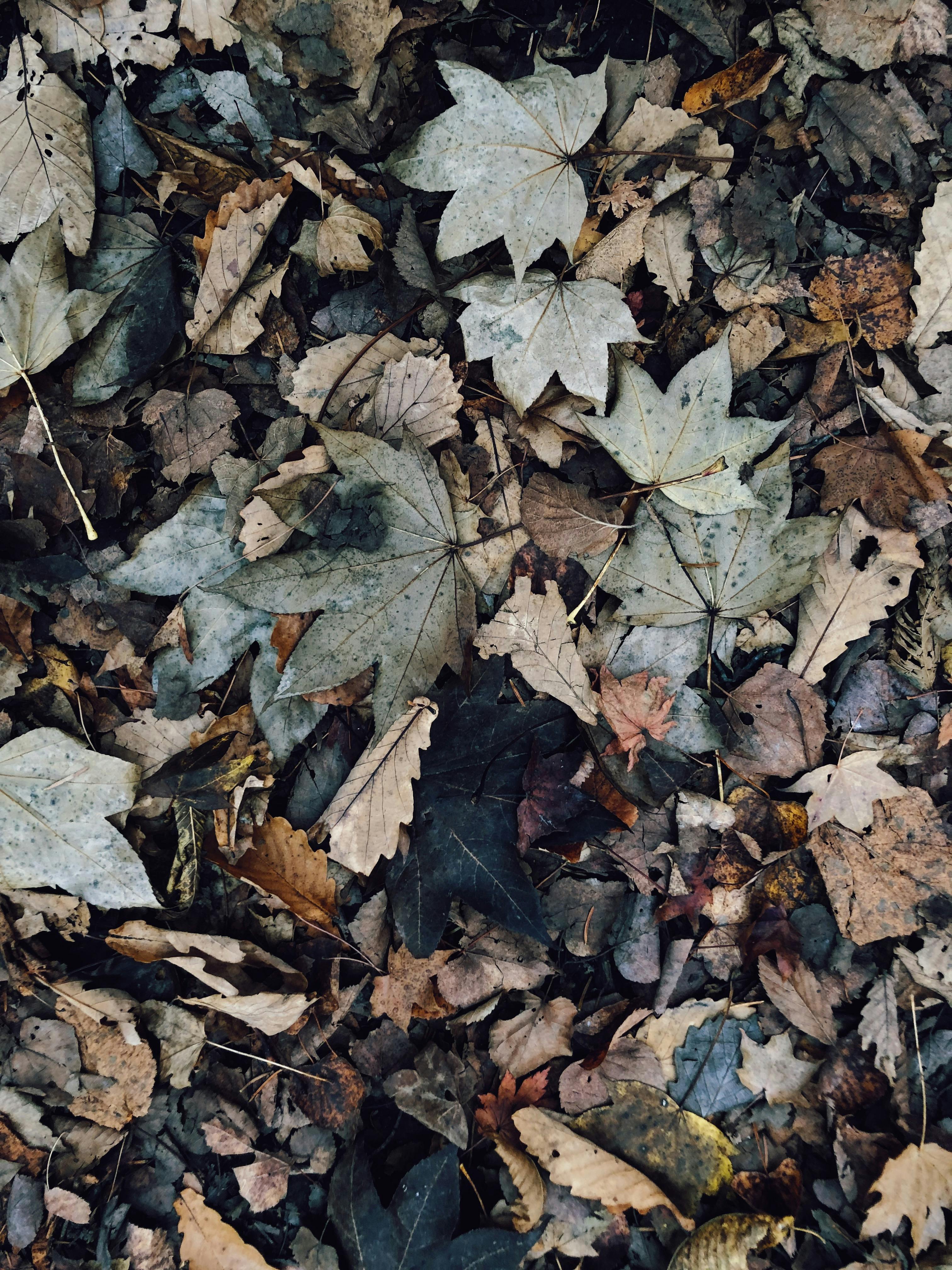 Dirty autumn leaves · Free Stock Photo