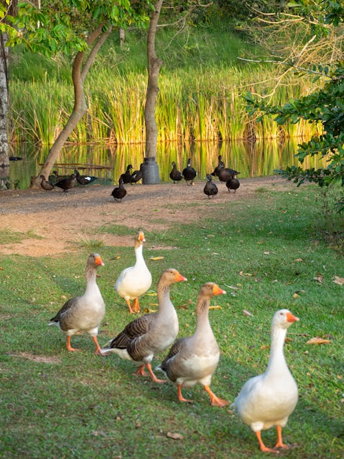 Free stock photo of animal farming, duck, ducks