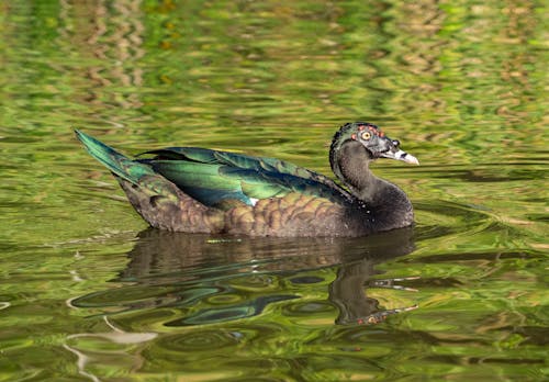 Free stock photo of beautiful animal, duck, green water
