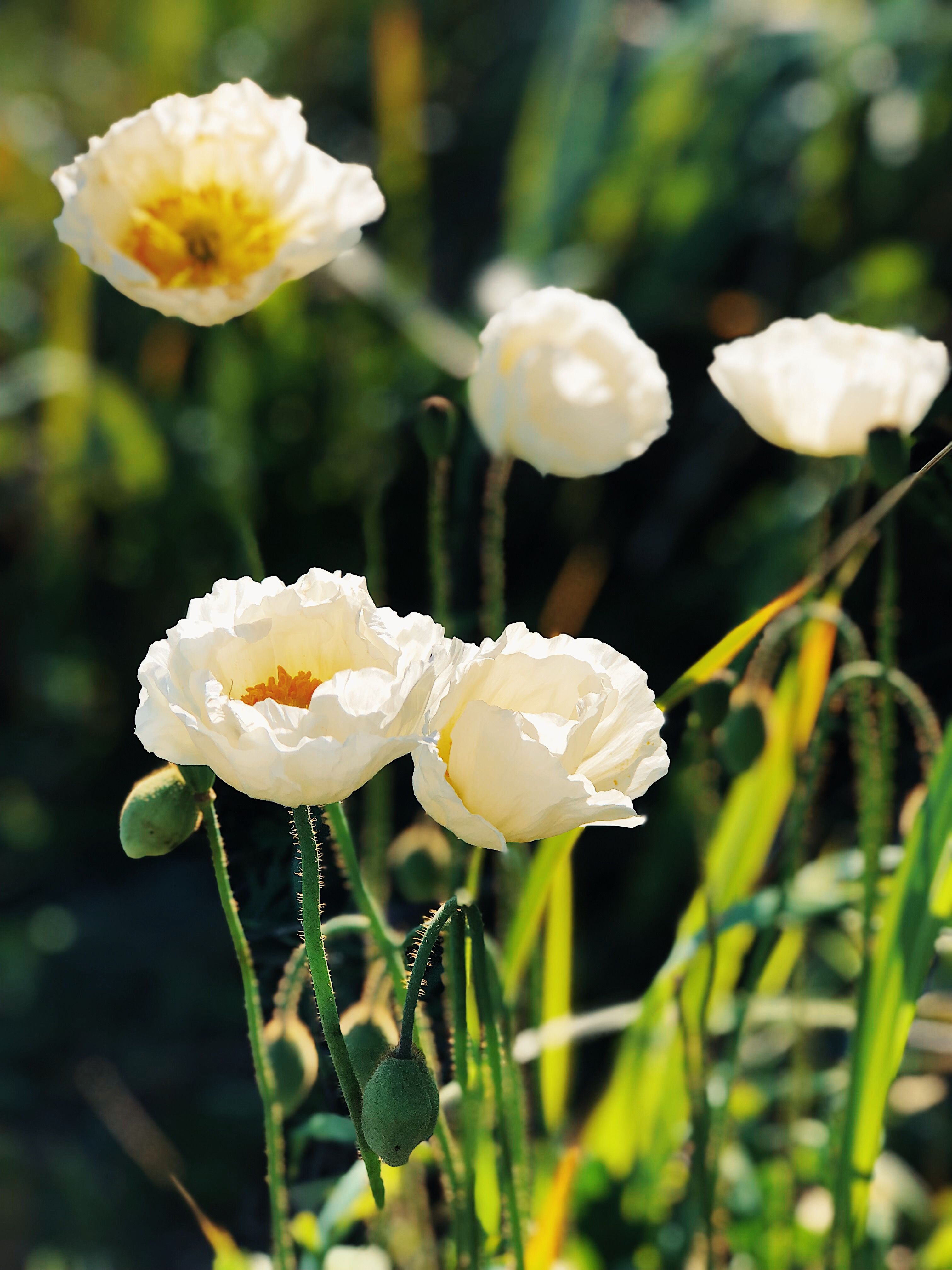 Selective Focus Photo of Flowers · Free Stock Photo