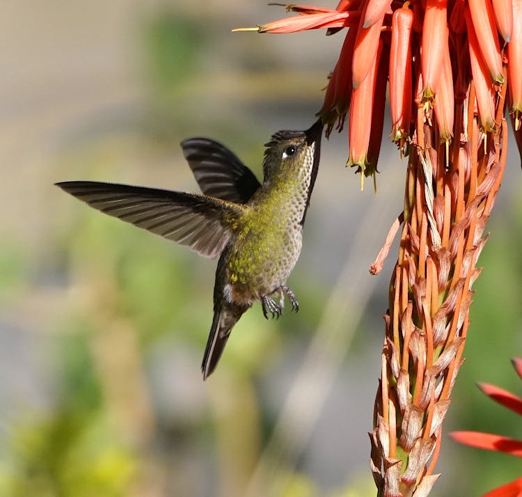 Hummingbird Drinking Nectar