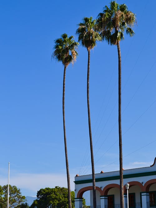 Foto d'estoc gratuïta de cel blau, palmells