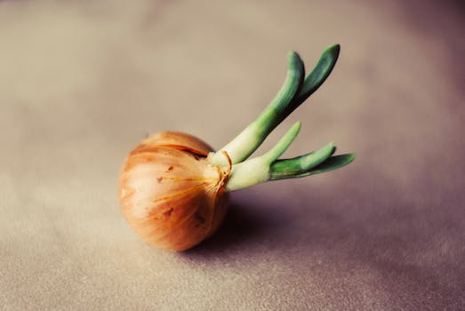 Brown Onion