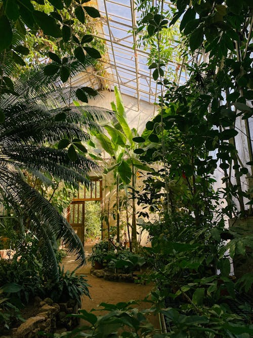 Fotobanka s bezplatnými fotkami na tému botanická záhrada, botanika, džungľa