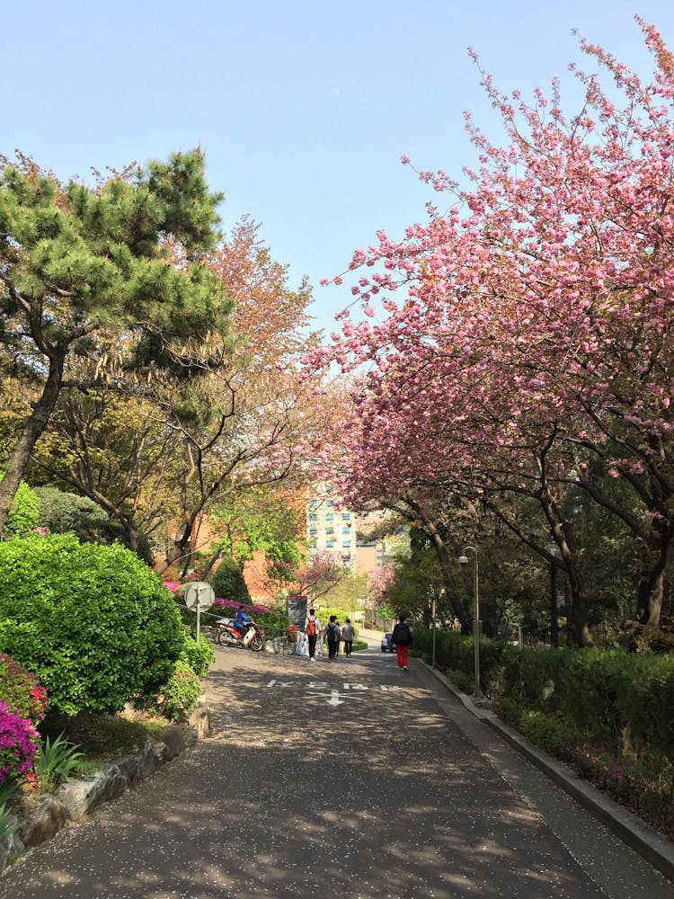 Path In A Public City Park