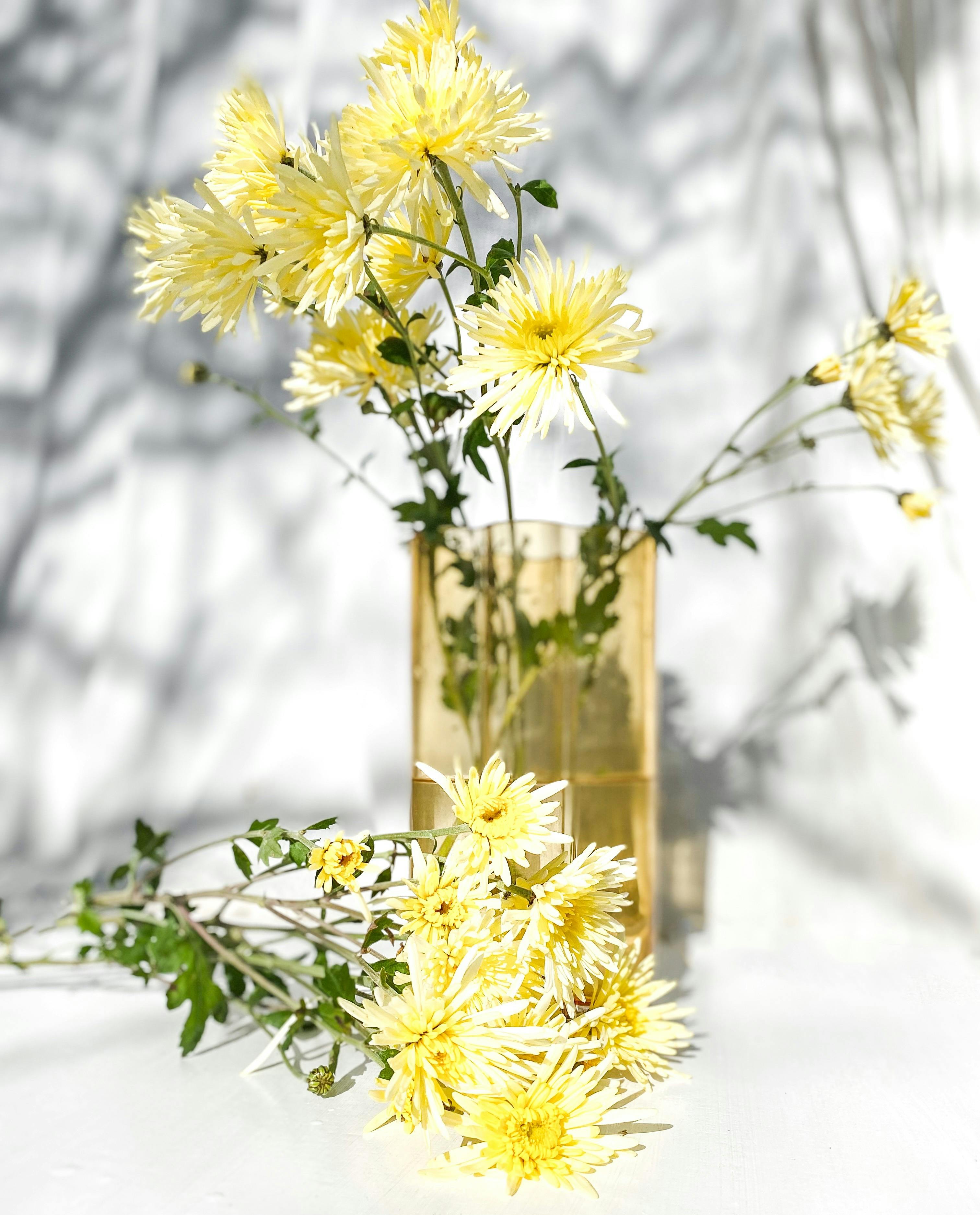 Sunny yellow chrysanthemums in a clear glass vase casting intricate shadows on a white background.