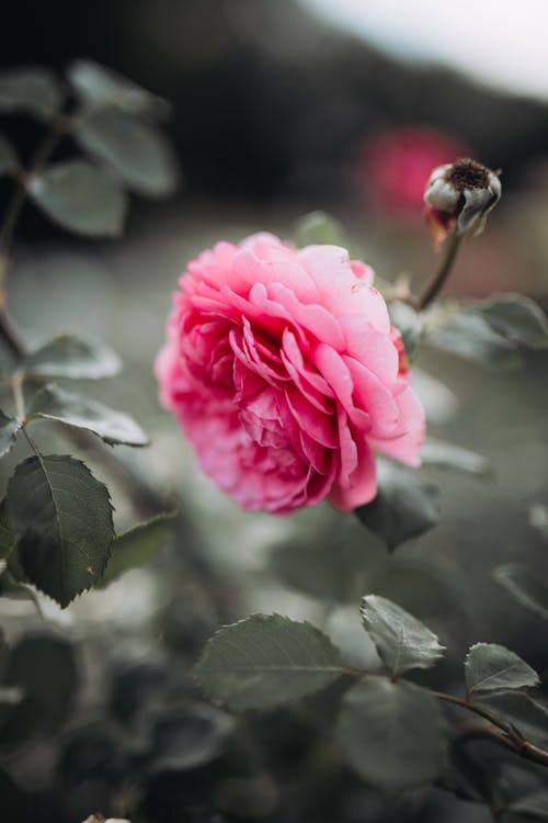 Pink Rose in Bloom