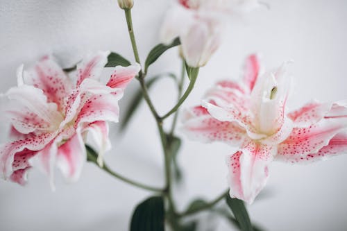 Free White Flowers Speckled with Pink Spots Stock Photo