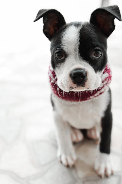 Black and White Short Coated Dog Wearing Red and White Dog Clothes · Free  Stock Photo