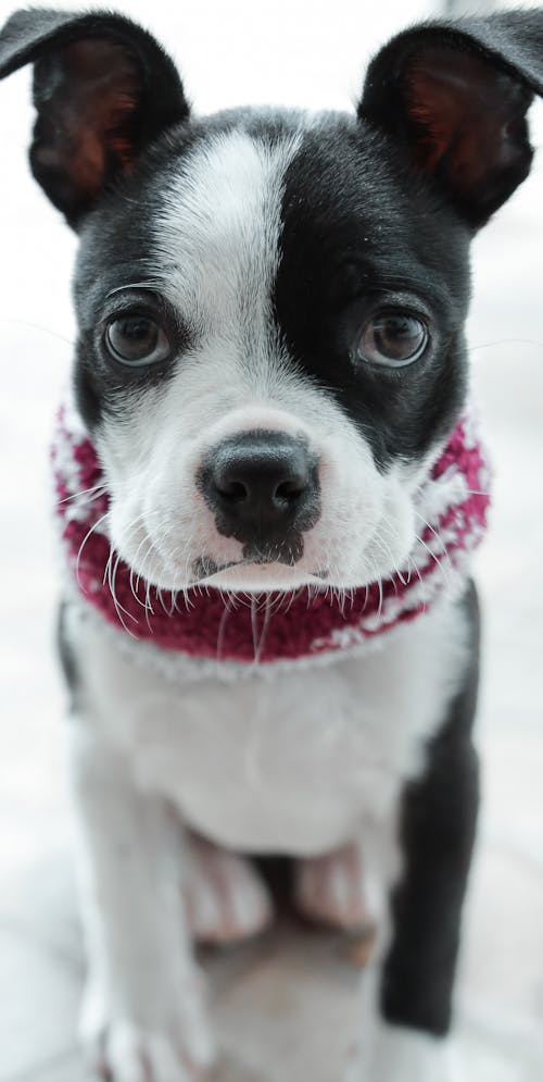 Black and White Short Coated Dog With Red and White Scarf