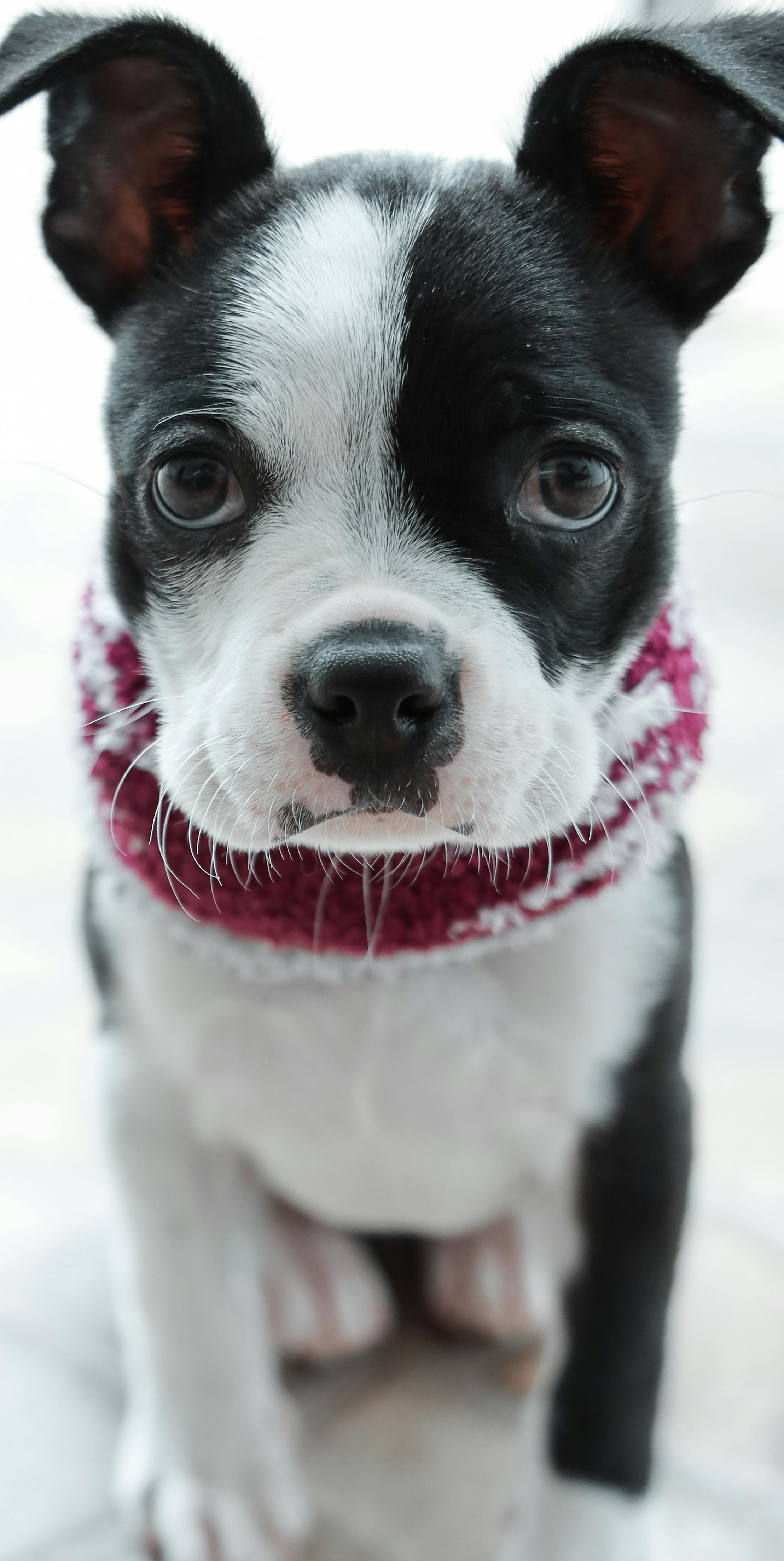 Black and White Short Coated Dog Wearing Red and White Dog Clothes · Free  Stock Photo