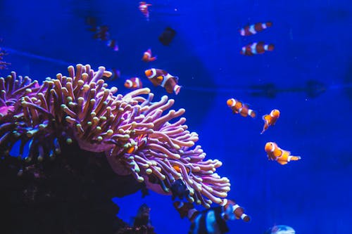 Kostenloses Stock Foto zu aquarium, barcelona, blaues wasser