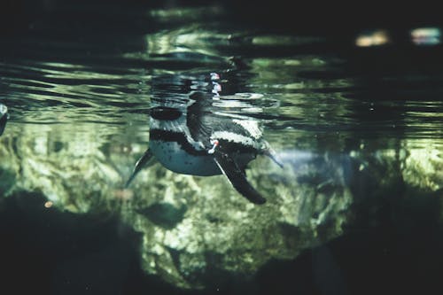 企鵝, 巴賽隆納, 水彩 的 免费素材图片