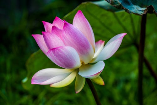 Purple and White Lotus Flower in Bloom