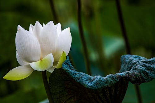 White Lotus Flower Near Green Leaf