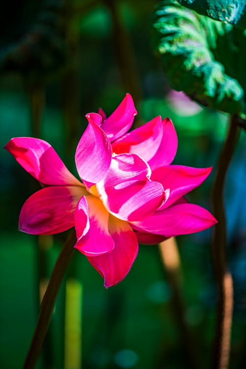 Pink Lotus Flower On Stem