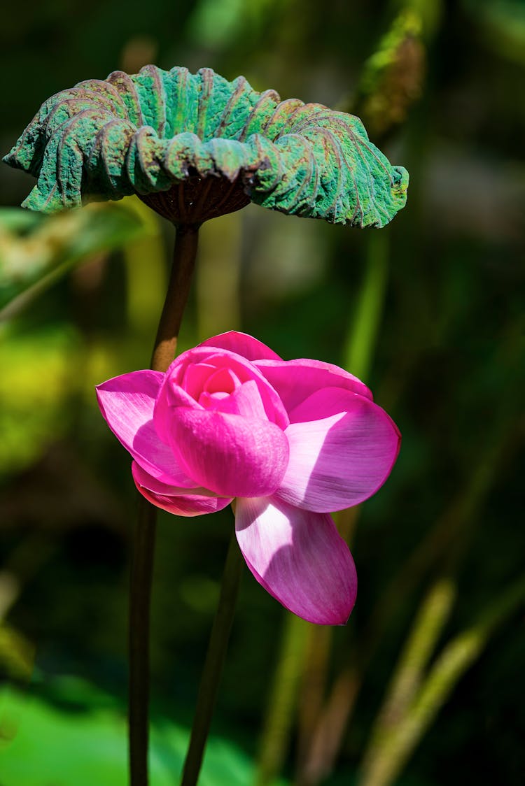 Purple Lotus Flower Near Big Green And Brown Leaf