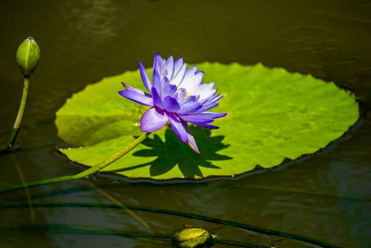 Purple Lotus Flower On Water With Shadow On Big Green Leaf