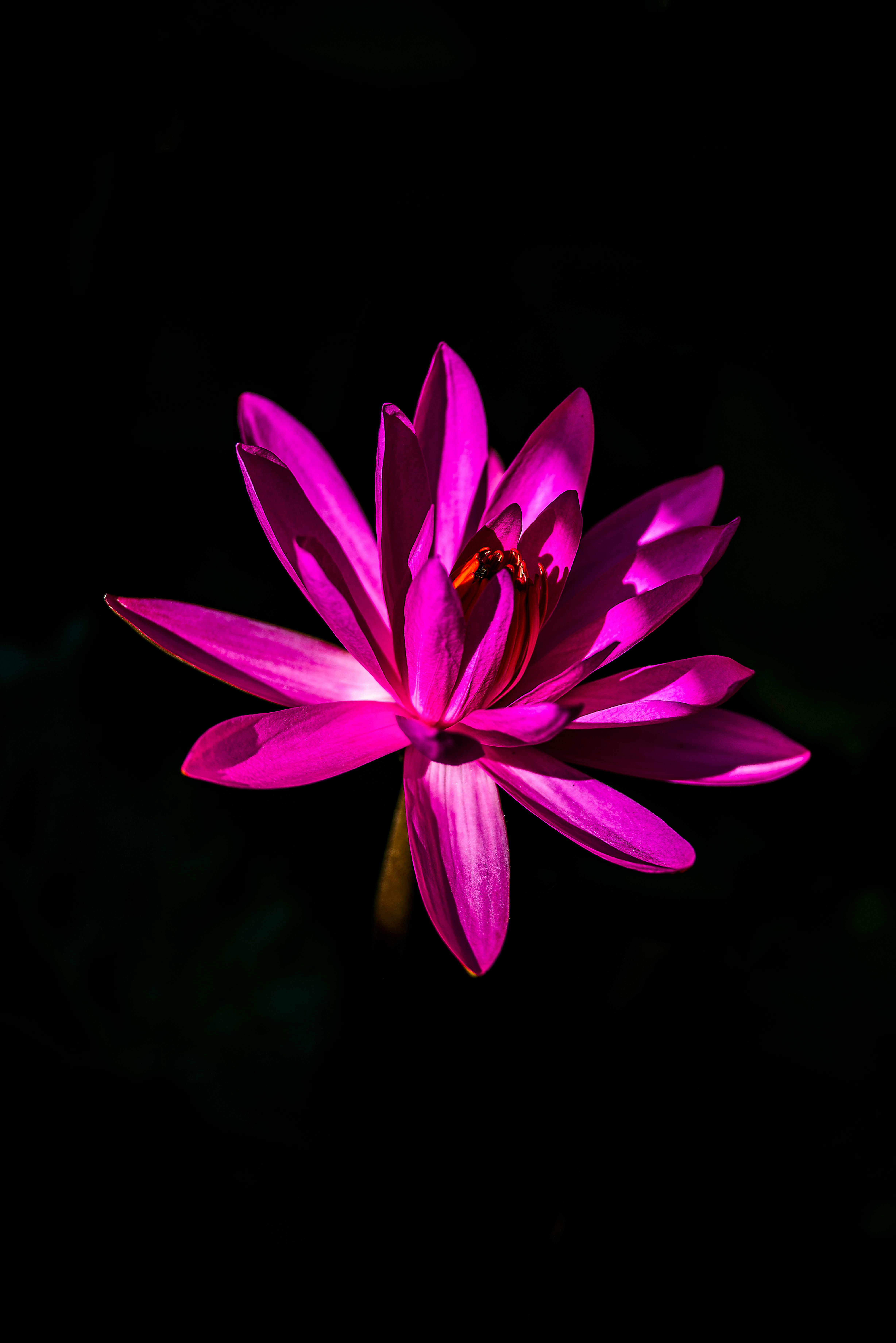 Blue Lotus, flower, HD phone wallpaper | Peakpx